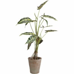 Kare Design KARE roślina dekoracyjna ALOCASIA 80 cm